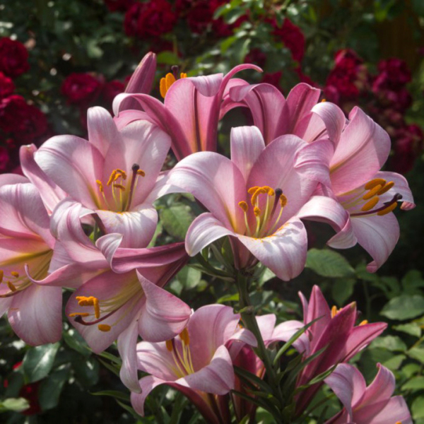 백합 핑크 플래닛 롱기플로럼