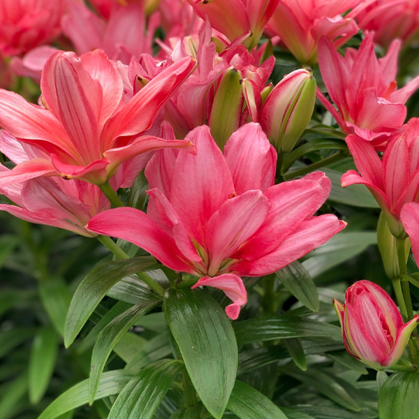 백합 푸라 데시에르토 아시아틱