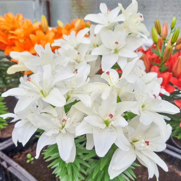 백합 푸라 푸로 아시아틱