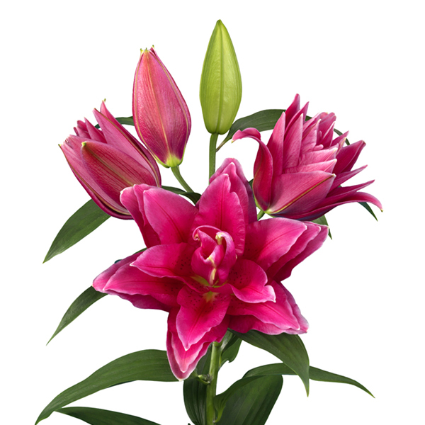 백합 로즈릴리 마누스카 오리엔탈