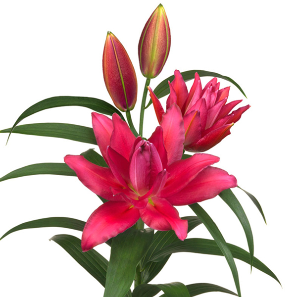 백합 로즈릴리 리한나 오리엔탈