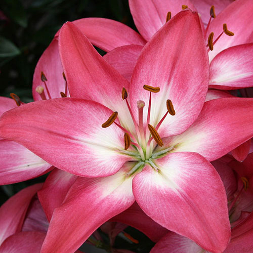 백합 타이니 다이아몬드 아시아틱