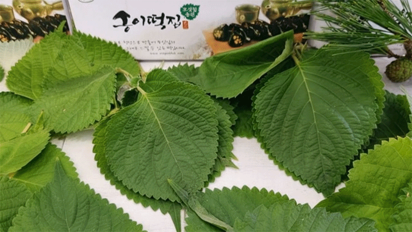 (송이떡집) 영광 송이떡집 모시 모싯잎 송편(48개 선물세트)