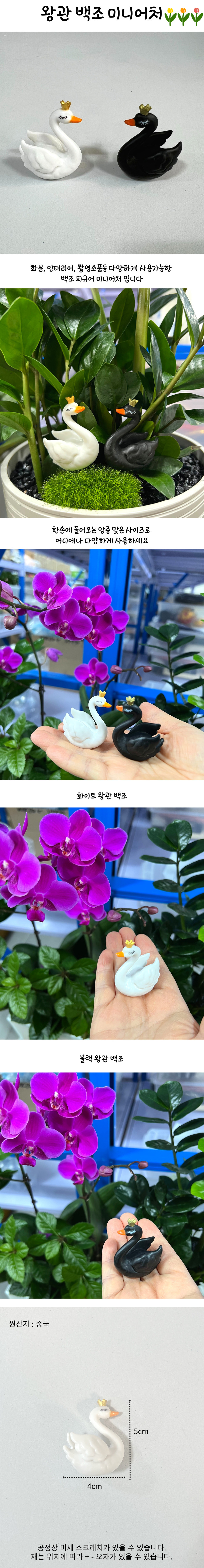 swan.jpg
